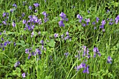 HYACINTHOIDES NON SCRIPTA (BLUEBELLS)