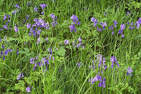 HYACINTHOIDES_NON_SCRIPTA_BLUEBELLS