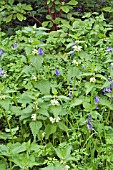 HYACINTHOIDES NON SCRIPTA WITH LAMIUM ALBUM