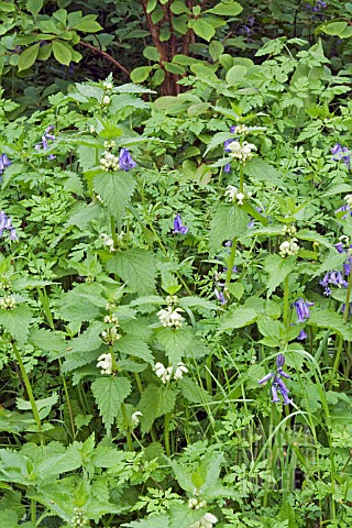 HYACINTHOIDES_NON_SCRIPTA_WITH_LAMIUM_ALBUM