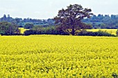 FIELD OF OILSEED RAPE (BRASSICA NAPUS)