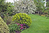 BORDER AT HYDE HALL ESSEX (BERGENIA ROTBLUM,  EUPHORBIA,  MALUS)