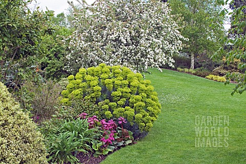 BORDER_AT_HYDE_HALL_ESSEX_BERGENIA_ROTBLUM__EUPHORBIA__MALUS