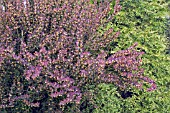 BERBERIS THUNBERGII ATROPURPUREA RED PILLAR