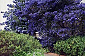 CEANOTHUS DARK STAR IN FRONT OF CEANOTHUS TREWITHEN BLUE