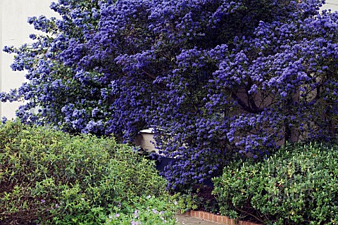 CEANOTHUS_DARK_STAR_IN_FRONT_OF_CEANOTHUS_TREWITHEN_BLUE