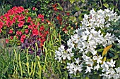 RHODODENDRON VUYKS SCARLET AND CUNNINGHAMS WITH MILIUM EFFUSUM AUREUM