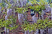 WISTERIA SINENSIS,  MAY