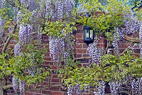 WISTERIA_SINENSIS__MAY