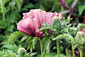 PAPAVER ORIENTALE PATTYS PLUM (ORIENTAL POPPY)