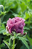 PAPAVER ORIENTALE PATTYS PLUM (ORIENTAL POPPY)