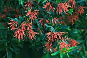 EMBOTHRIUM COCCINEUM NORQUINCO (AGM), (SYN. EMBOTHRIUM COCCINEUM NORQUINCO VALLEY)