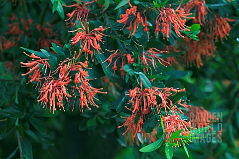 EMBOTHRIUM_COCCINEUM_NORQUINCO_AGM_SYN_EMBOTHRIUM_COCCINEUM_NORQUINCO_VALLEY