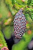 PICEA ORIENTALIS CONE (CAUCASIAN SPRUCE)