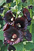 ALCAE ROSEA BLACK (HOLLYHOCK)