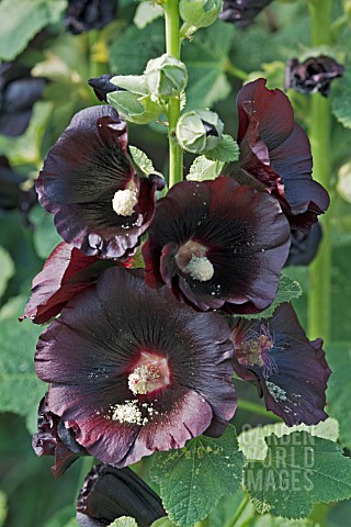 ALCAE_ROSEA_BLACK_HOLLYHOCK