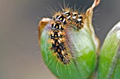 CATERPILLAR OF THE KNOT GRASS MOTH (ACRONICTA RUMICIS) ON SEED POD OF IRIS LAEVIGATA,  SURREY: JULY