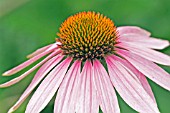 ECHINACEA PURPUREA MAGNUS (CONEFLOWER)