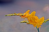 CROCOSMIA WALBERTON YELLOW (MONTBRETIA)