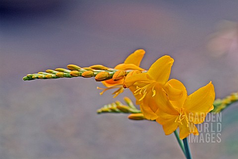 CROCOSMIA_WALBERTON_YELLOW_MONTBRETIA