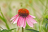 ECHINACEA PURPUREA MAGNUS (CONEFLOWER)