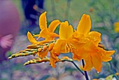 CROCOSMIA WALBERTON YELLOW (MONTBRETIA)