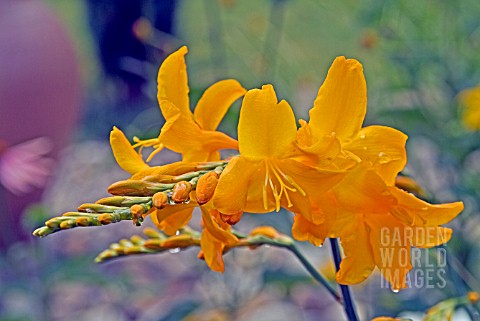 CROCOSMIA_WALBERTON_YELLOW_MONTBRETIA