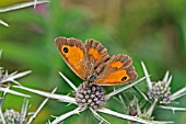 GATEKEEPER BUTTERFLY (PYRONIA TITHONUS) ON ERYNGIUM VARIIFOLIUM,  SURREY: JULY