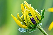 RUDBECKIA FULGIDA SULLIVANTII GOLDSTURM