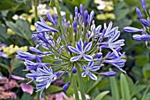 AGAPANTHUS PRAECOX SUBSP PRAECOX (AFRICAN LILY)