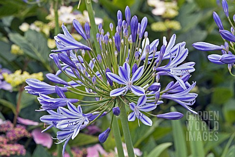 AGAPANTHUS_PRAECOX_SUBSP_PRAECOX_AFRICAN_LILY