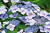 HYDRANGEA MACROPHYLLA BLUE WAVE (MARIESII PERFECTA)