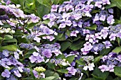 HYDRANGEA MACROPHYLLA BLUE WAVE (MARIESII PERFECTA)