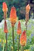 KNIPHOFIA ALCAZAR (RED HOT POKER)