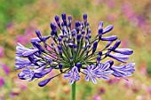 AGAPANTHUS NUTANS