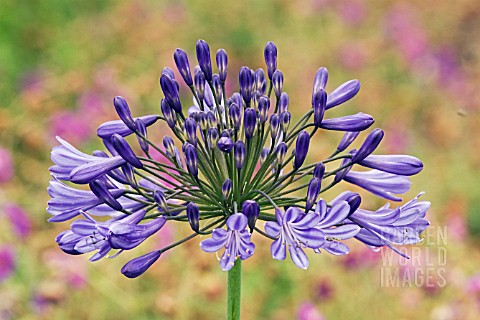 AGAPANTHUS_NUTANS