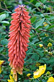 KNIPHOFIA SAMUELS SENSATION (RED HOT POKER)