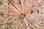 ALLIUM CHRISTOPHII (ALBOPILOSUM) SEEDHEAD