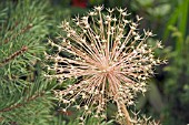 ALLIUM CRISTOPHII, (SEEDHEAD)