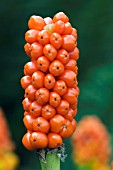 BERRIES OF ARUM MACULATUM,  RHS WISLEY: AUGUST