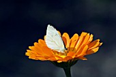 LARGE WHITE BUTTERFLY (PIERIS BRASSICAE) ON CALENDULA,  RHS WISLEY: AUGUST