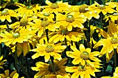 RUDBECKIA HIRTA PRAIRIE SUN,  RHS WISLEY: AUGUST