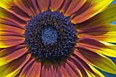 HELIANTHUS ANNUUS BICENTENARY,  RHS WISLEY: AUGUST