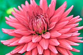 DAHLIA PEARSONS BENN,  RHS WISLEY: AUGUST