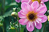 DAHLIA TEESEBROOK RED EYE,  RHS WISLEY: AUGUST