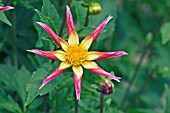 DAHLIA JUULS ALLSTAR,  RHS WISLEY: AUGUST