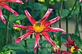 DAHLIA MARIE SCHNUGG WITH BEE,  RHS WISLEY: AUGUST