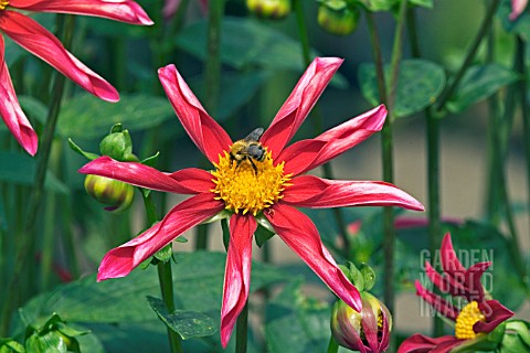 DAHLIA_MARIE_SCHNUGG_WITH_BEE__RHS_WISLEY_AUGUST