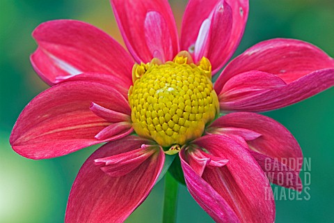 DAHLIA_DEMI_SCHNEIDER__RHS_WISLEY_AUGUST