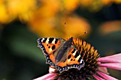 SMALL TORTOISESHELL BUTTERFLY (AGLAIS URTICAE) ON ECHINACEA PURPUREA MAGNUS,  SURREY: AUGUST